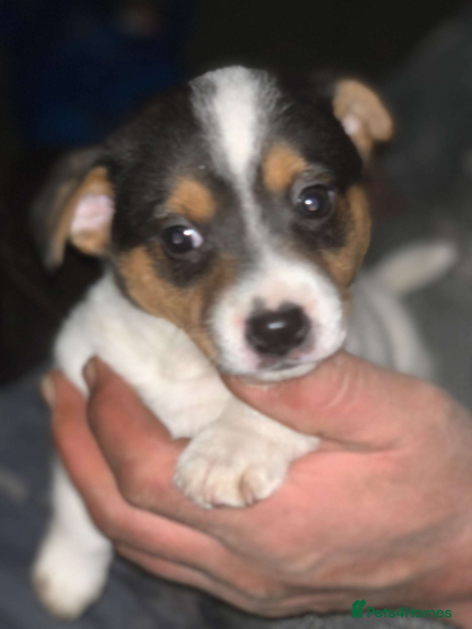 Jack Russell dogs 1 stunning playful jack Russels - Advert 11