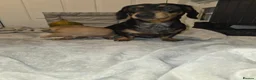 Dachshund dogs for sale: Uno the Dachshund - Advert 7