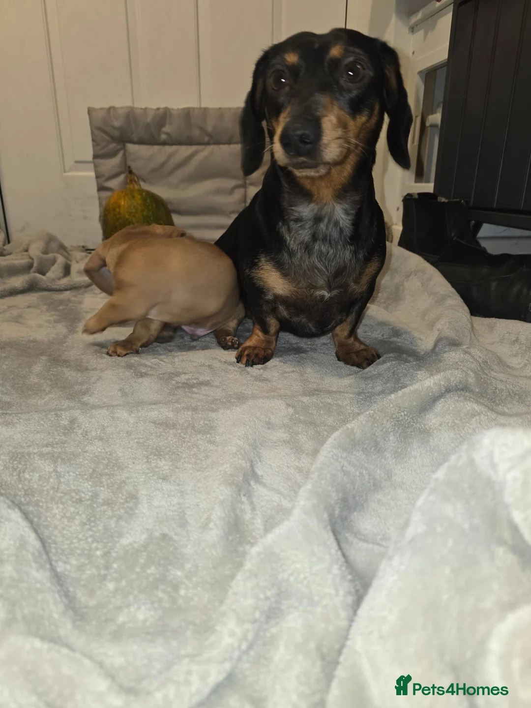 Dachshund dogs for sale: Uno the Dachshund - Advert 7