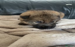 German Shepherd dogs for sale: German shepherd pups - Image 2
