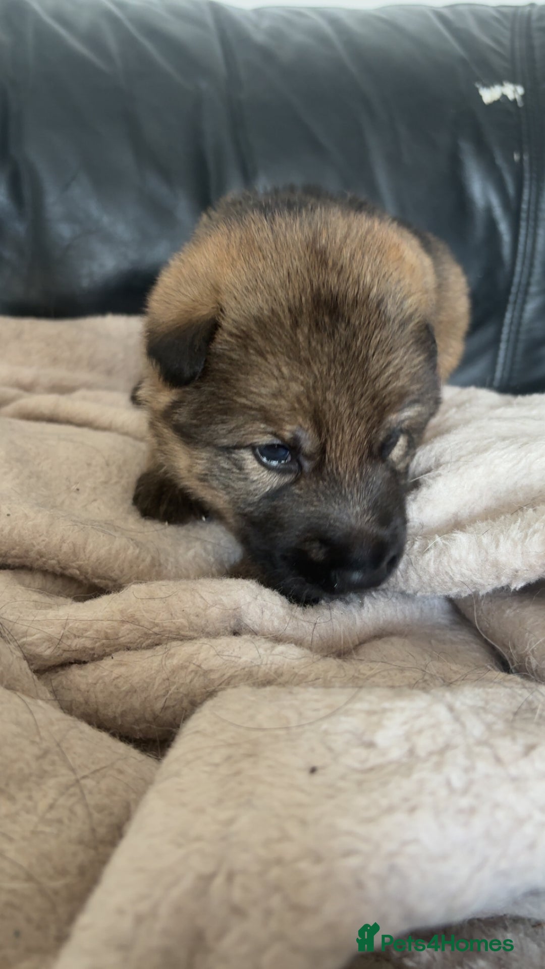 German Shepherd dogs for sale: German shepherd pups - Image 2