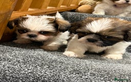 Shih Tzu dogs for sale: Summer Shihtzu Puppies - Image 28