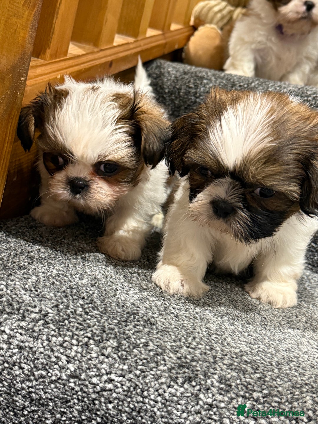 Shih Tzu dogs for sale: Summer Shihtzu Puppies - Image 28