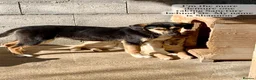 Mixed Breed dogs for adoption: Shauna, 6 months approx. Available for adoption. - Advert 9