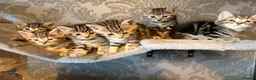 Mixed Breed cats for sale: 6 beautiful tabby kittens - Advert 3
