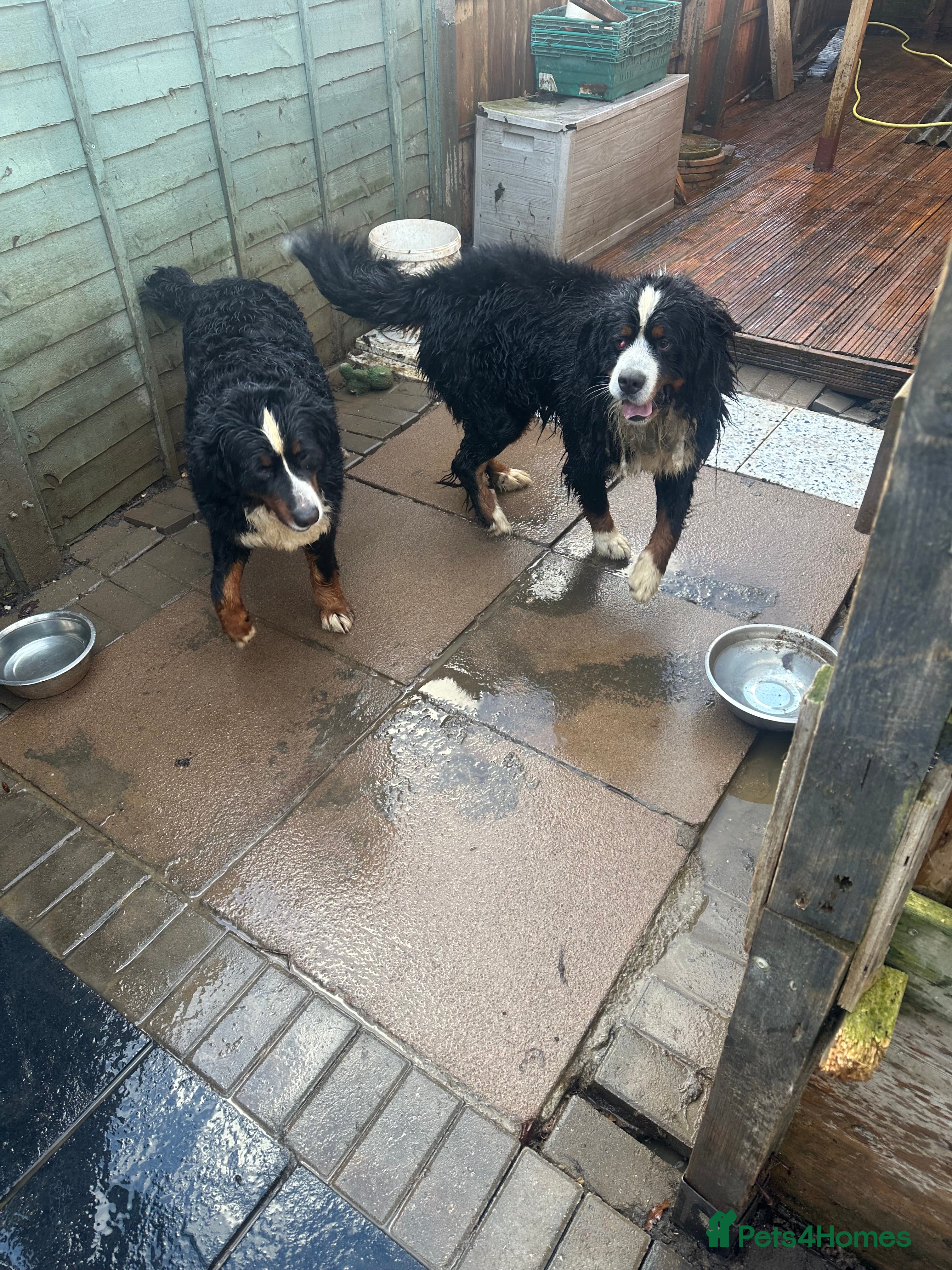 Bernese Mountain Dog dogs Burnese mountain dog - Advert 1