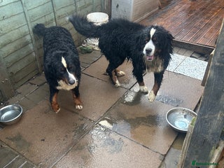 Bernese Mountain Dog dogs Burnese mountain dog - Advert 1