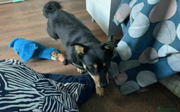 Dachshund dogs for adoption: REMY-Dachshund mix/very affectionate/loves dogs  - Advert 6