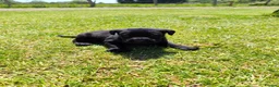 Labrador Retriever dogs for sale: 🐾 Beautiful Labrador Puppies – KC Registered 🐾 - Advert 23