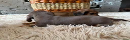 Miniature Dachshund dogs for sale: Beautiful Miniature Dachshund Puppies - Advert 5