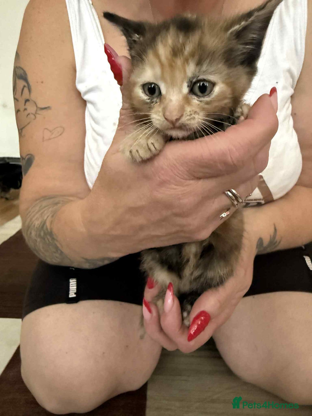 European cats for sale: Beautiful kittens  - Image 11