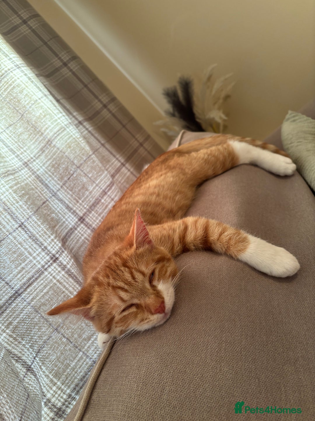 Mixed Breed cats for sale: Beautiful orange kitten  - Advert 6