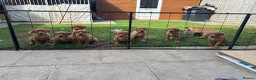 Labrador Retriever dogs for sale: 3 FoxRed Labrador Boys Available  - Advert 24