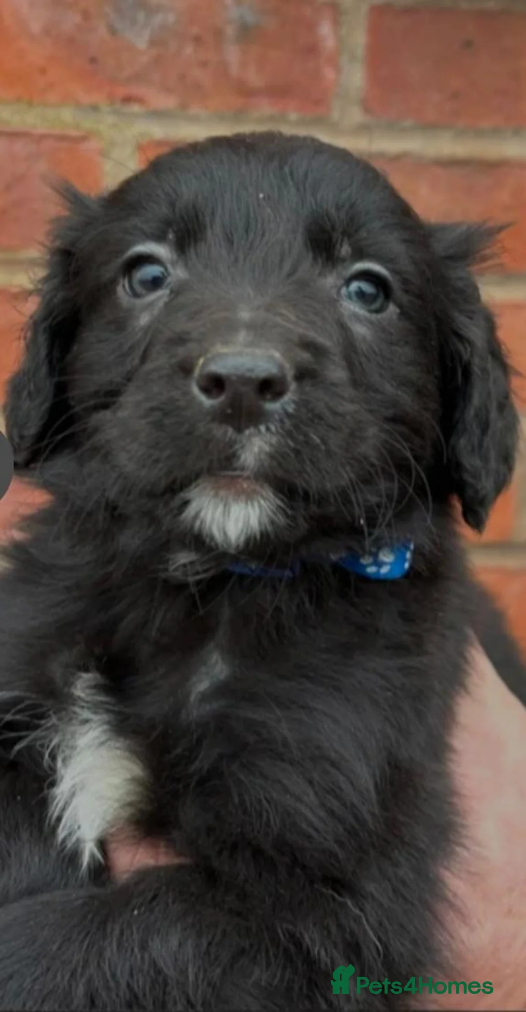 Mixed Breed dogs for sale: Sprollie Boy Pup 9 weeks old - Advert 3