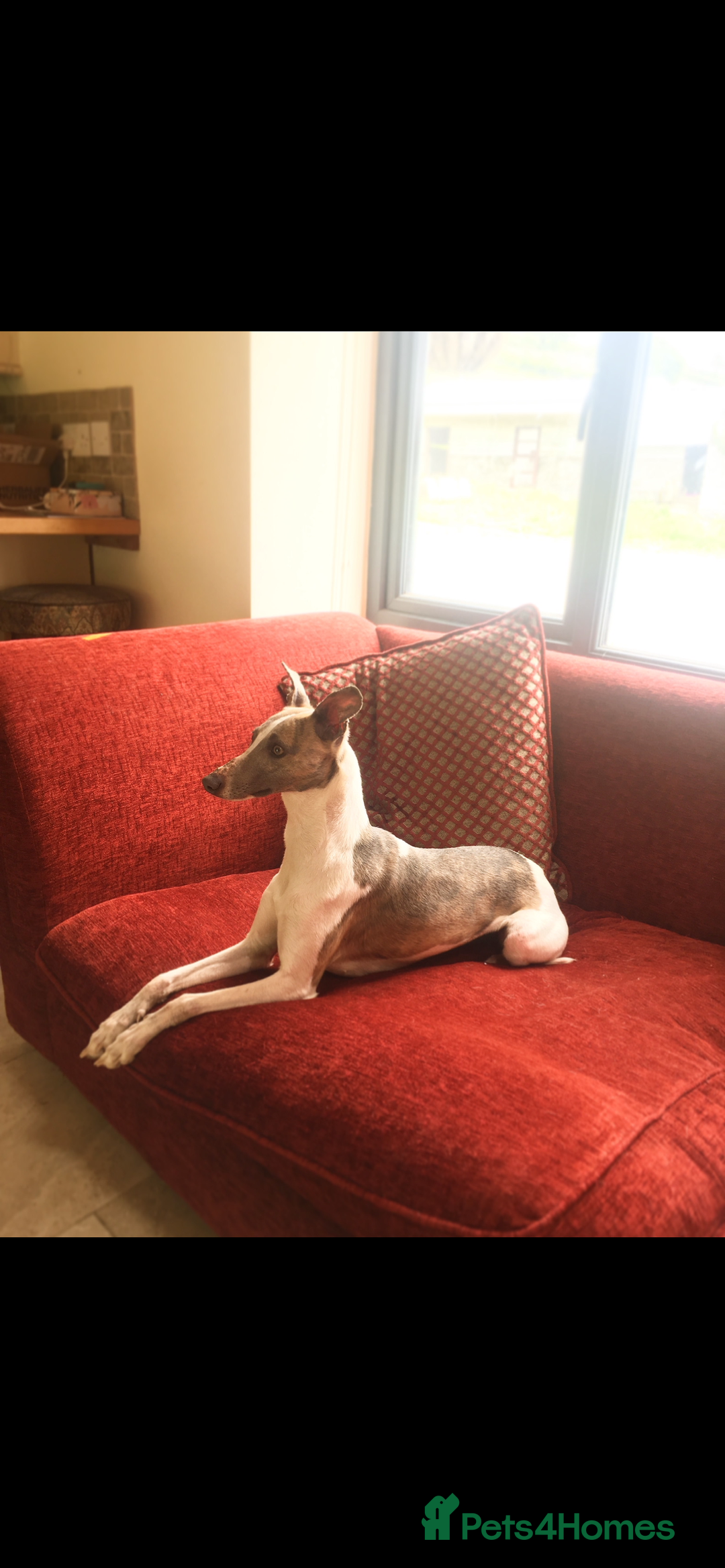Whippet dogs for sale: Top quality whippet girl pups  - Advert 2