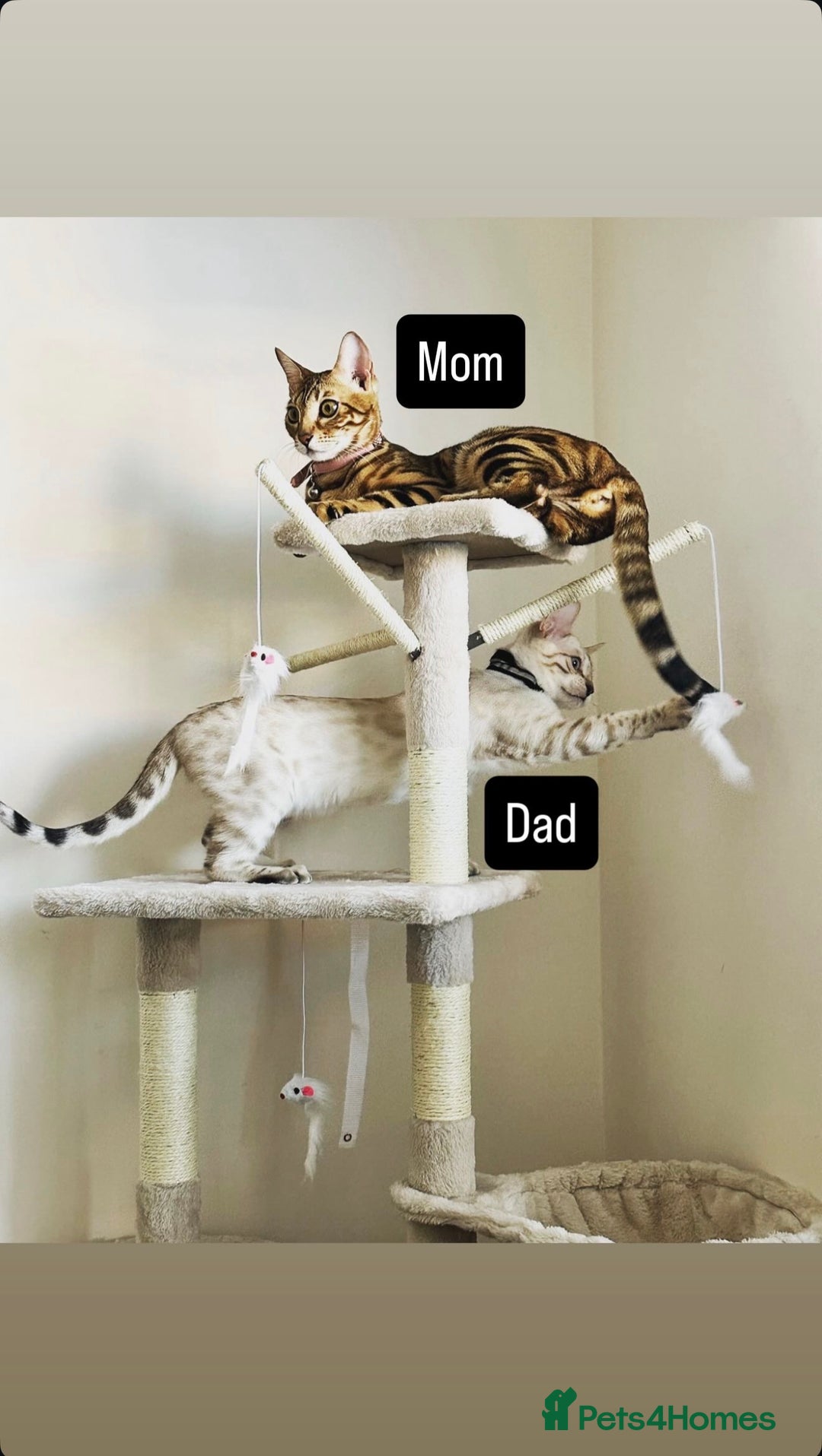 Bengal cats for sale: 🐾 Purebred Bengal Kittens for Sale 🐾 - Image 3