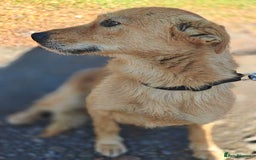 Mixed Breed dogs for adoption: ❤️🐶Meet Kira – a 2.5-year-old small girl❤️🐶 - Advert 10