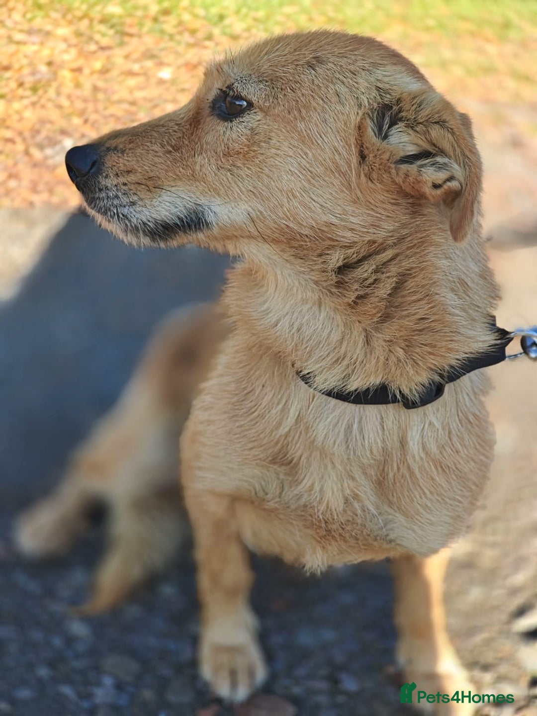 Mixed Breed dogs for adoption: ❤️🐶Meet Kira – a 2.5-year-old small girl❤️🐶 - Advert 10