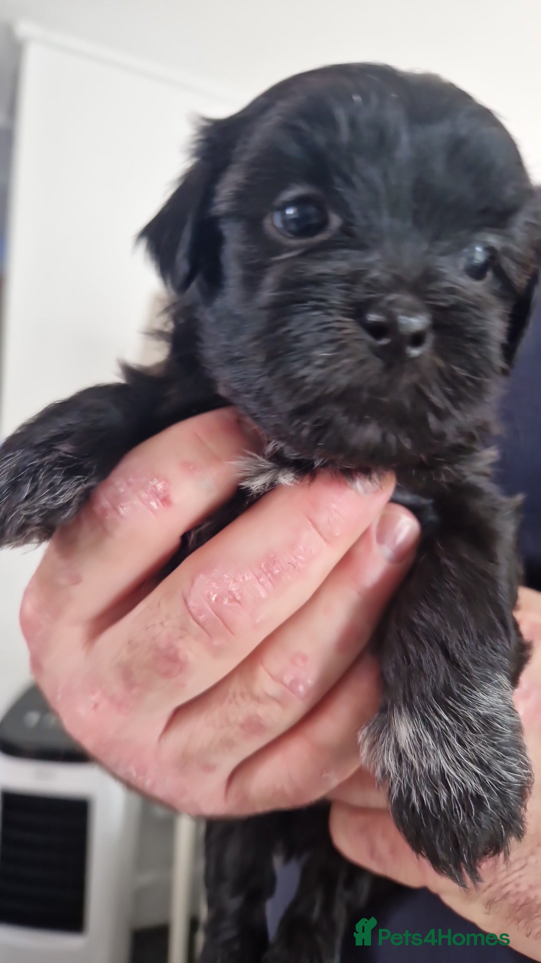 Malshi dogs for sale: Beautiful malshi puppies  - Image 22