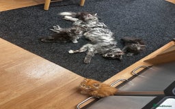 Maine Coon cats for sale: Maine coon kittens  - Image 24