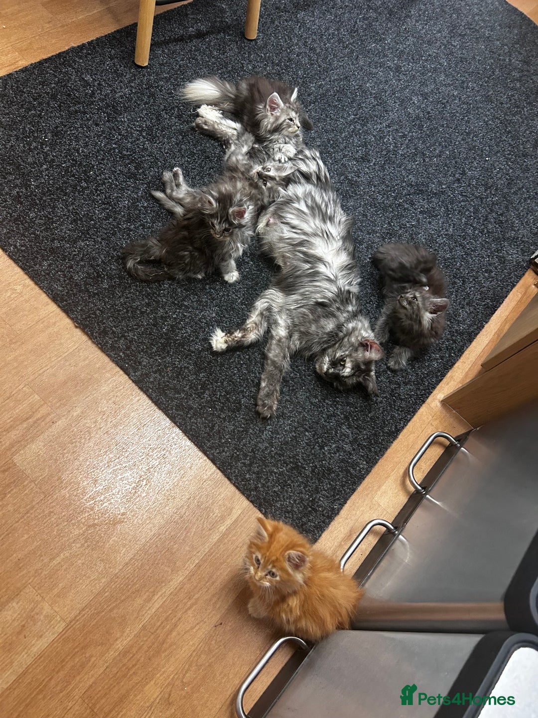 Maine Coon cats for sale: Maine coon kittens  - Image 24