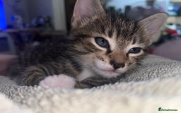 Mixed Breed cats for sale: 3 beautiful 1/4 bengal 1/4 flame nose kittens - Image 11
