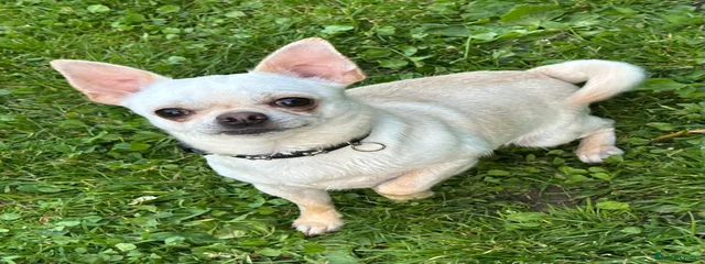 Gizmo 