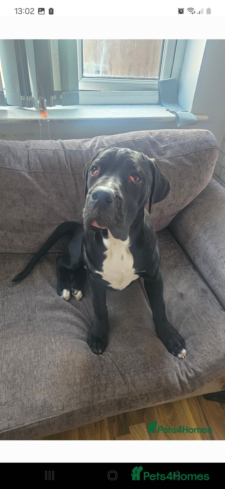 Cane Corso dogs Cane corso, mix - Advert 17