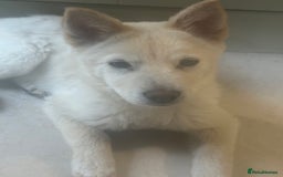 Mixed Breed dogs for sale: One Beautiful female chowski puppy  in Maesteg - Image 7