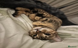 Bengal cats for sale: 2 year old bengal cats  - Image 8
