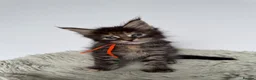 Maine Coon cats for sale: Superb quality Maine coon girls  - Advert 8