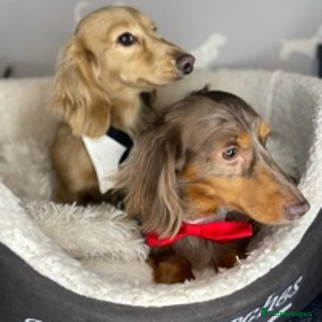 Miniature Dachshund dogs for stud: ✨Kc mini long haired dapple✨ 17 champions✨ in Romford - Advert 17