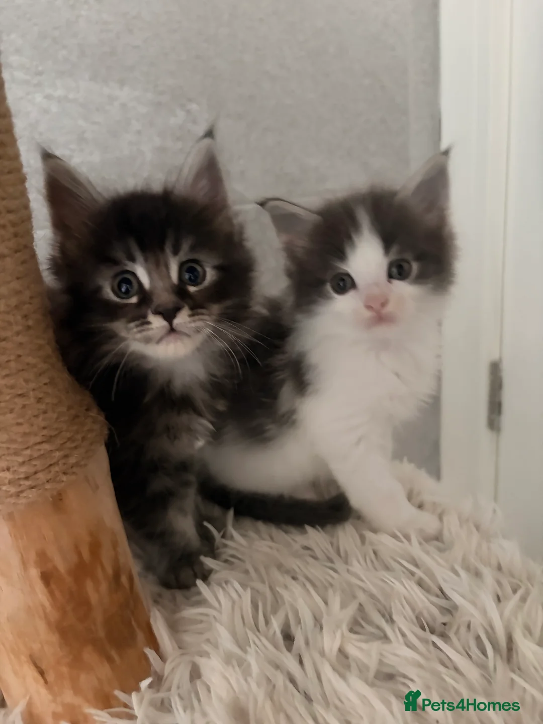 Maine Coon cats for sale: 2 Mainecoon kittens both girls - Advert 2