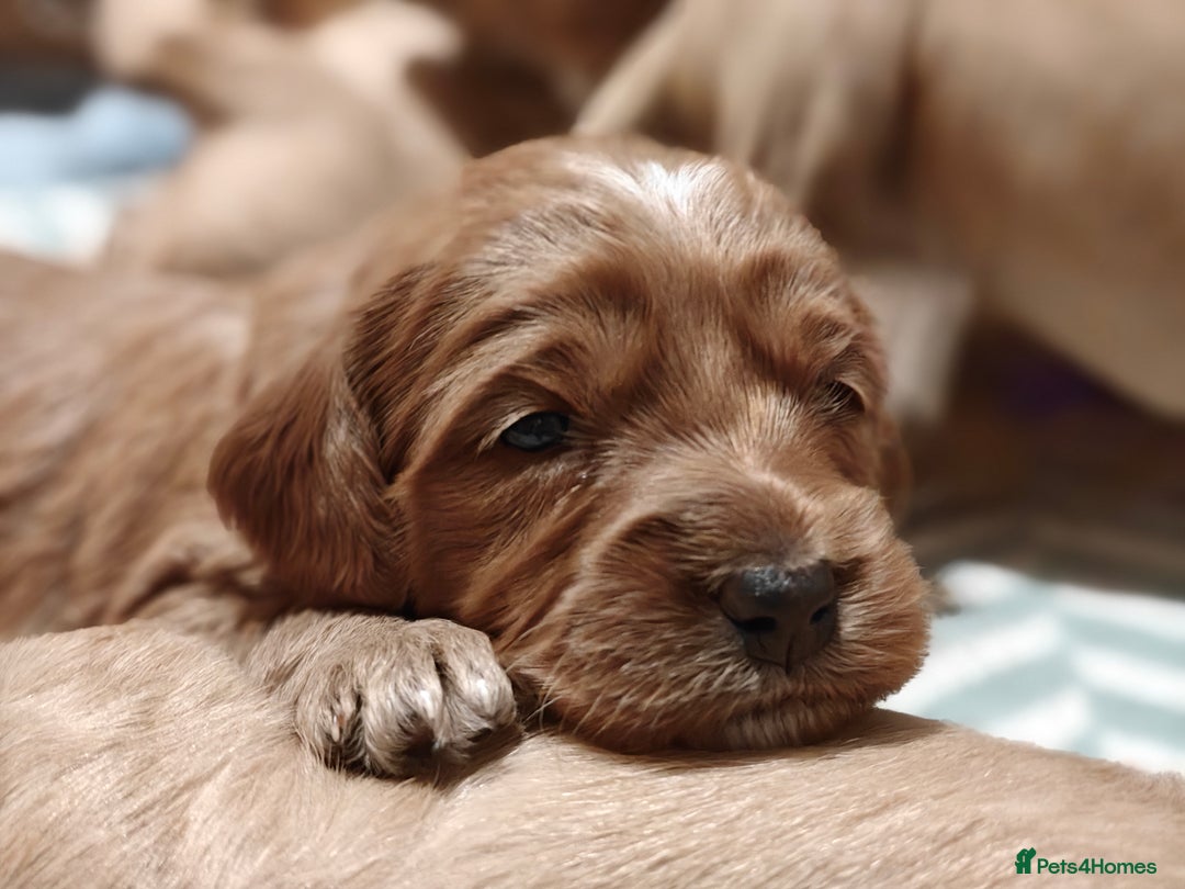 Mini Goldendoodle dogs for sale: Superb home-bred F1 Mini Goldendoodle GIRL - Advert 24