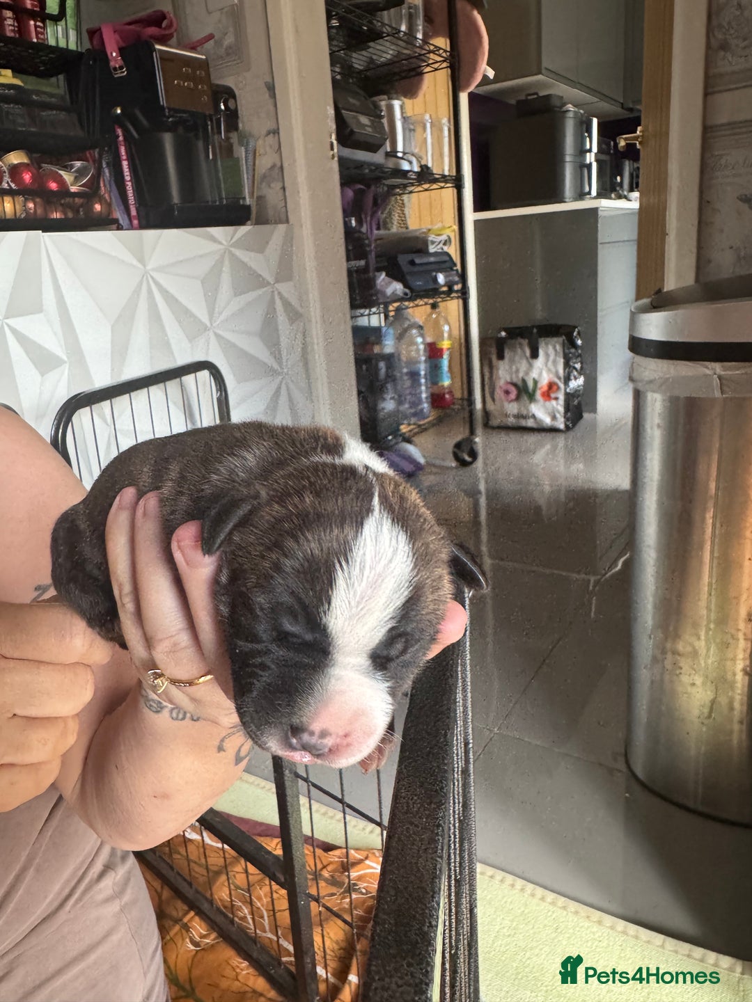Staffordshire Bull Terrier dogs for sale: Staffordshire bull terrier puppies  - Image 2