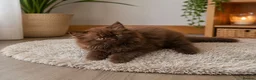 British Shorthair cats for sale: British Shorthair Kittens | GCCF 🤎 - Advert 6