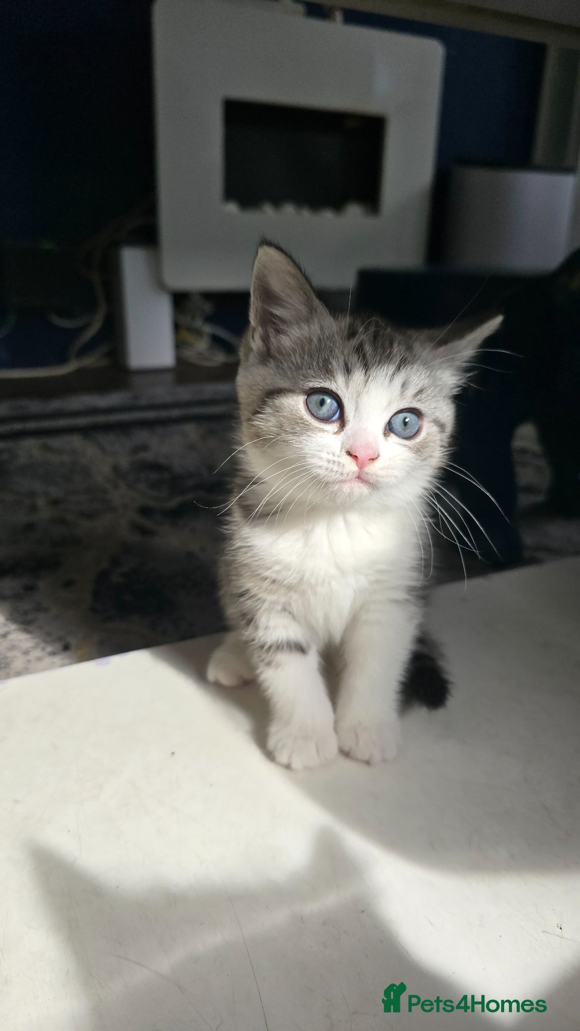 British Shorthair cats 7 week old British short hair silver tabby kitten - Advert 1