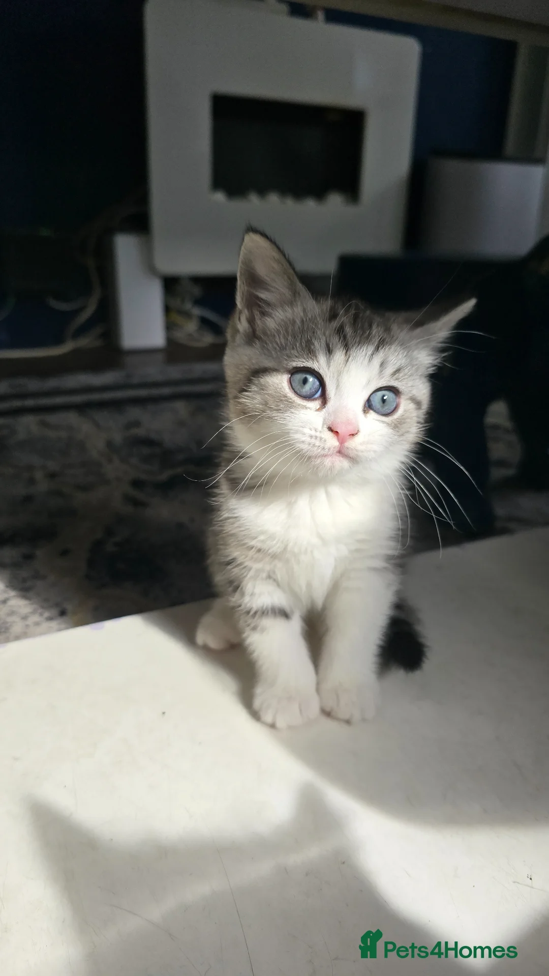 British Shorthair cats for sale: 7 week old British short hair silver tabby kitten in London - Advert 1