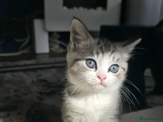 British Shorthair cats 7 week old British short hair silver tabby kitten - Advert 1