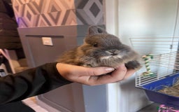 Netherland Dwarf rabbits for sale: Netherland dawlf - Image 4