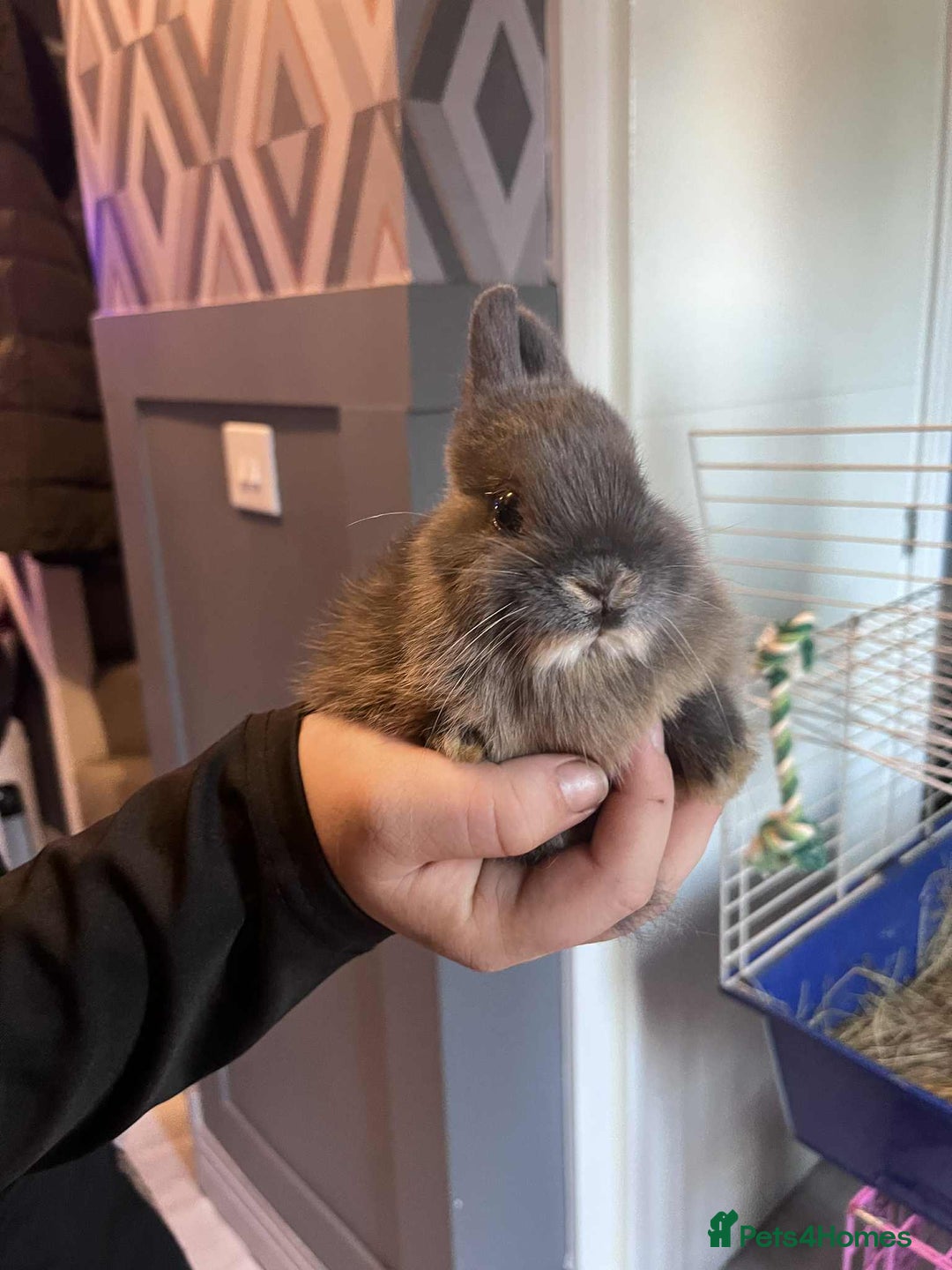 Netherland Dwarf rabbits for sale: Netherland dawlf - Image 4