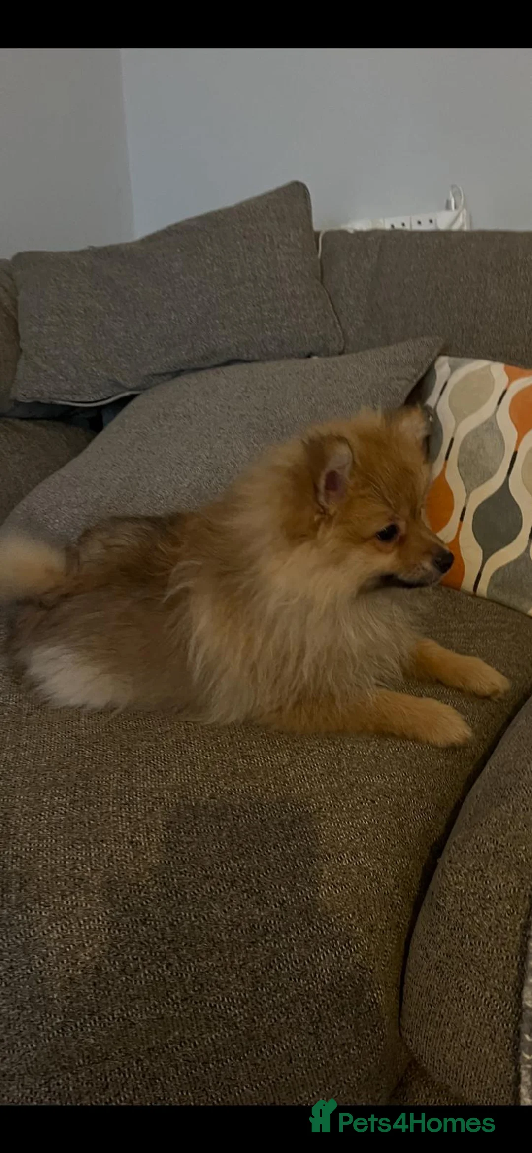 Pomeranian dogs for sale: Two male Pomeranian puppies for sale - Advert 3