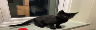 Mr actually is a male! 