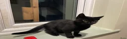 Mixed Breed cats for sale: Beautiful shiny black kittens and one tabby female - Advert 13