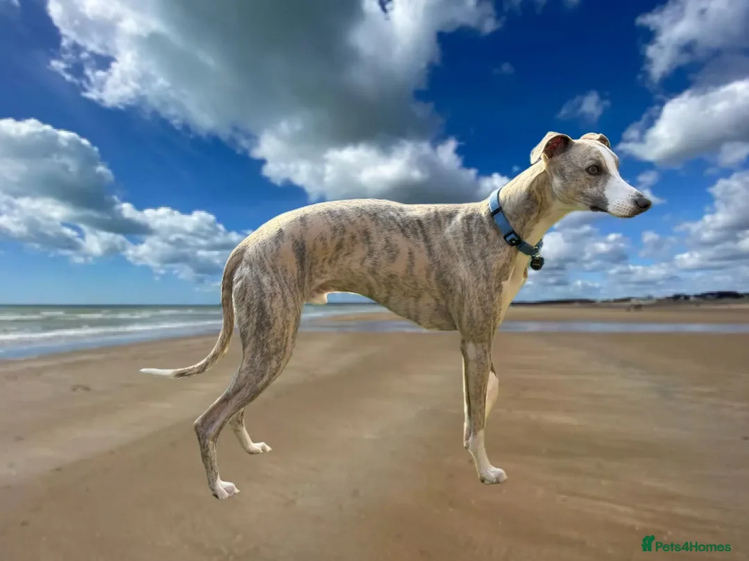 Whippet dogs for stud: 🐾 ZANE – KC REG WHIPPET STUD (PROVEN) 🐾 - Advert 1