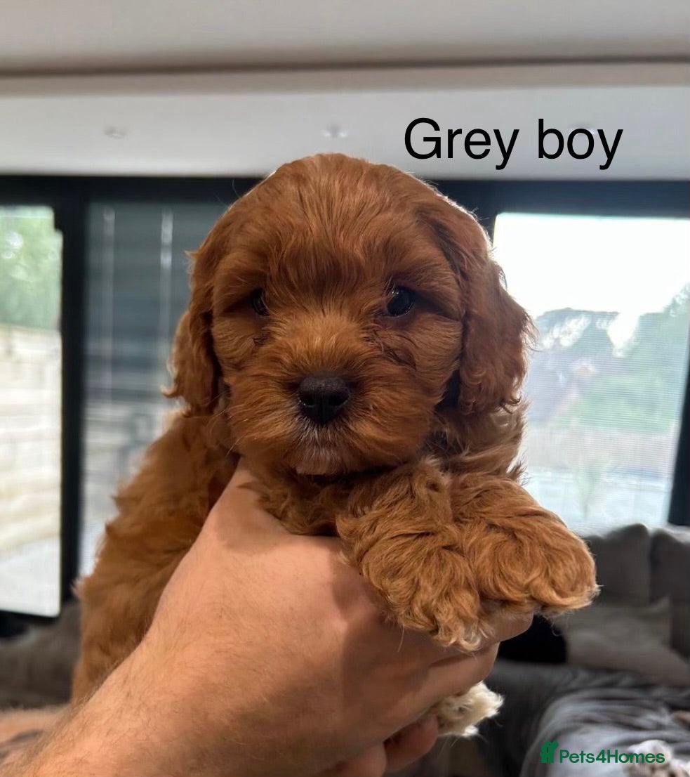 Cavapoo dogs Ready now F1 Cavapoo pups 1 boy 4 girls  - Advert 2