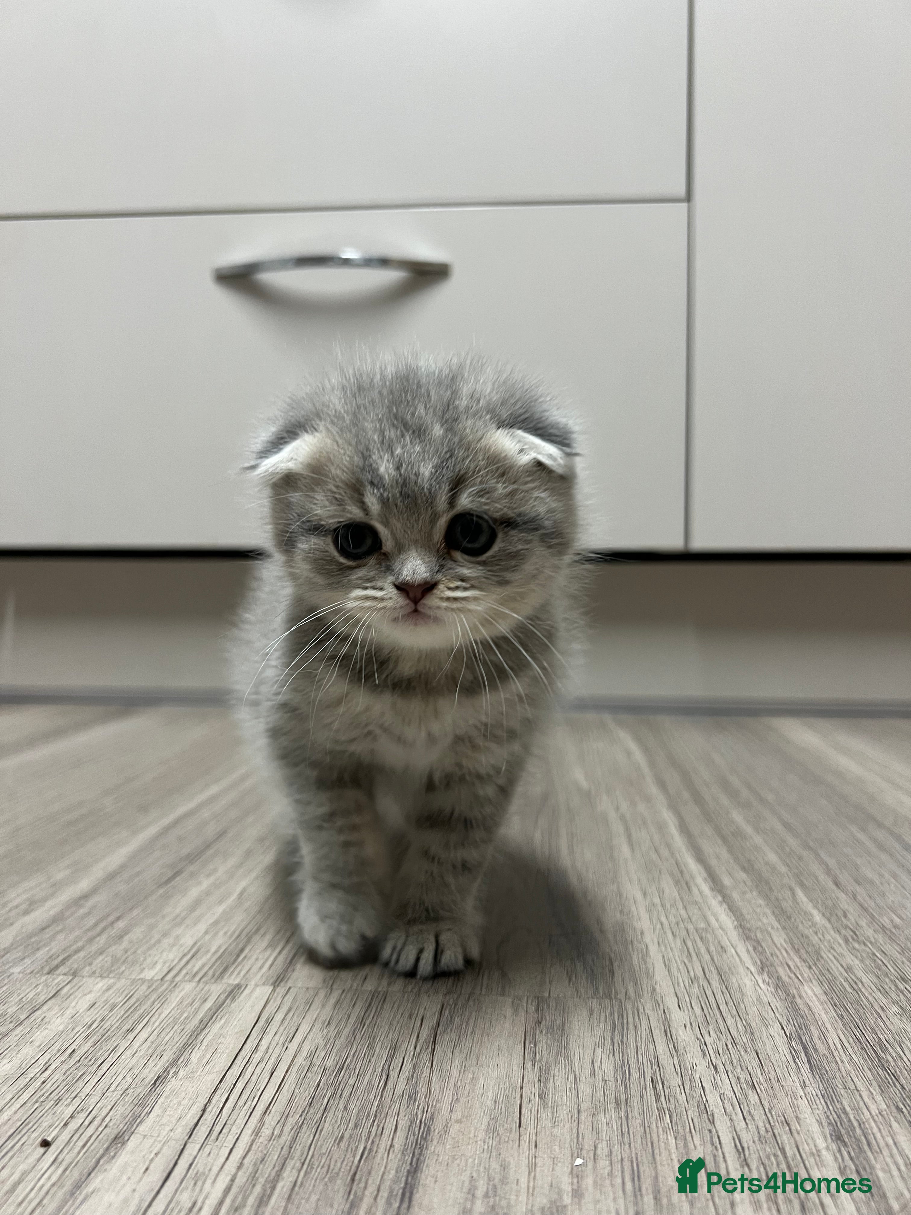 Scottish Fold cats Scottish Fold male kitten  - Advert 5