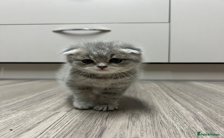 Scottish Fold cats Scottish Fold male kitten  - Advert 11