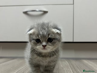 Scottish Fold cats Scottish Fold male kitten - Advert 10