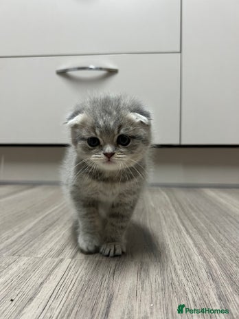 Scottish Fold cats Scottish Fold male kitten - Advert 11